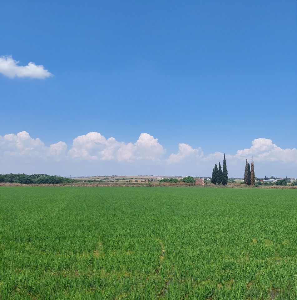 Πιλοτικός Αγρός